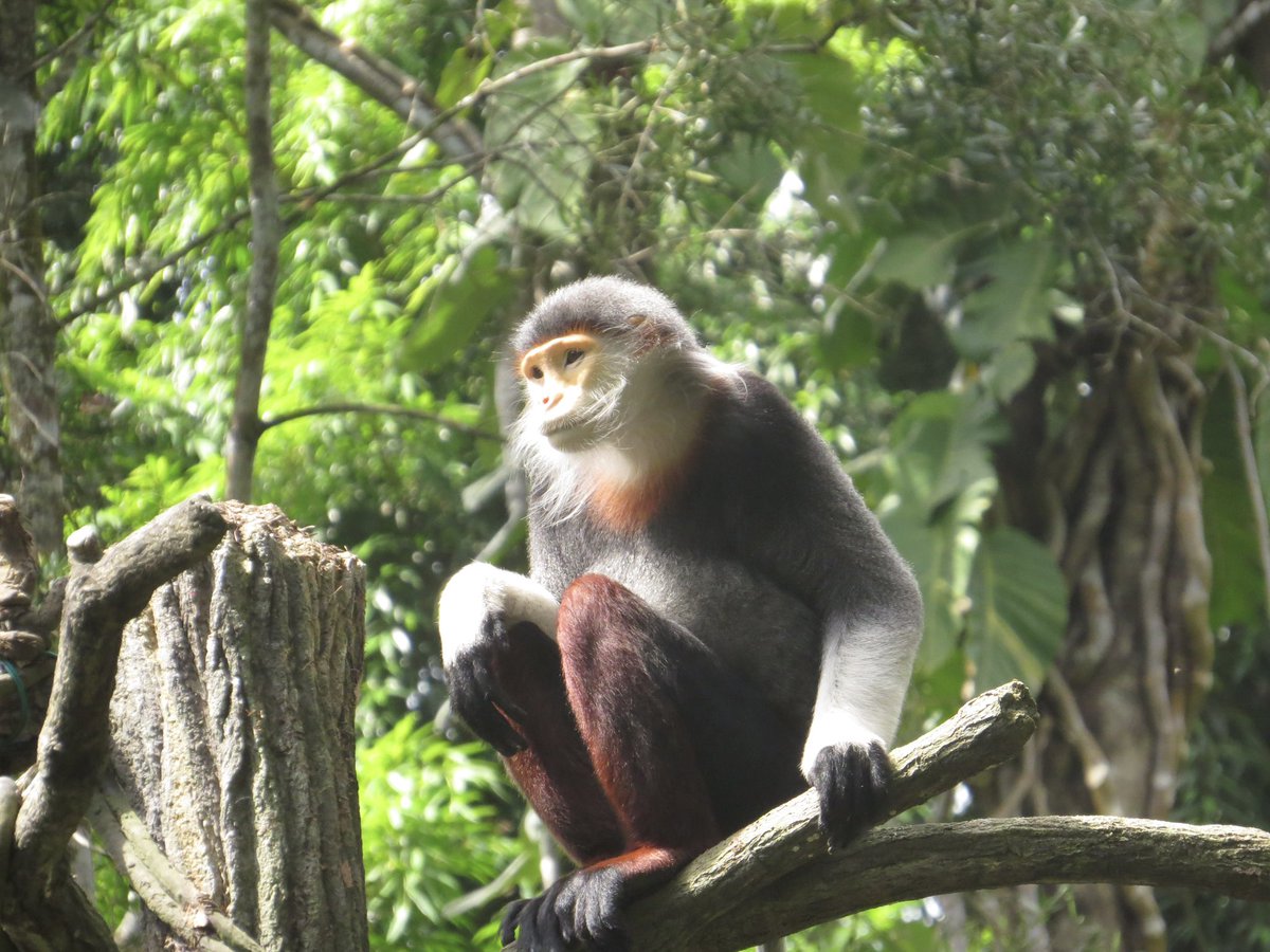 koolshark2's tweet photo. Jan 12 visit to #singaporezoo: #redshankeddouc. From Indochina. The most colorful monkey among all primates. Called “Queen of primates” thanks to their distinctive & unique appearance. Critically Endangered. https://t.co/wBKPYxcVHT