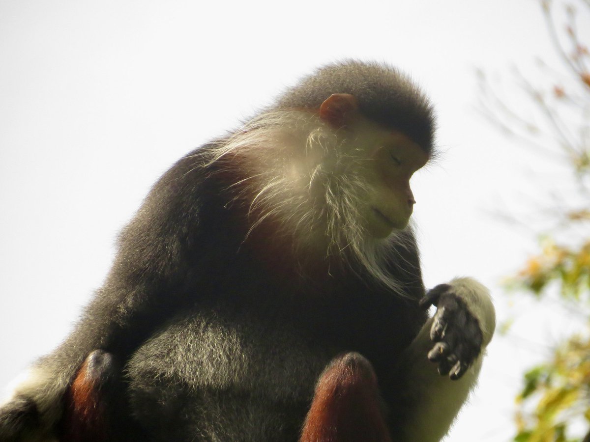 koolshark2's tweet photo. Jan 12 visit to #singaporezoo: #redshankeddouc. From Indochina. The most colorful monkey among all primates. Called “Queen of primates” thanks to their distinctive & unique appearance. Critically Endangered. https://t.co/wBKPYxcVHT