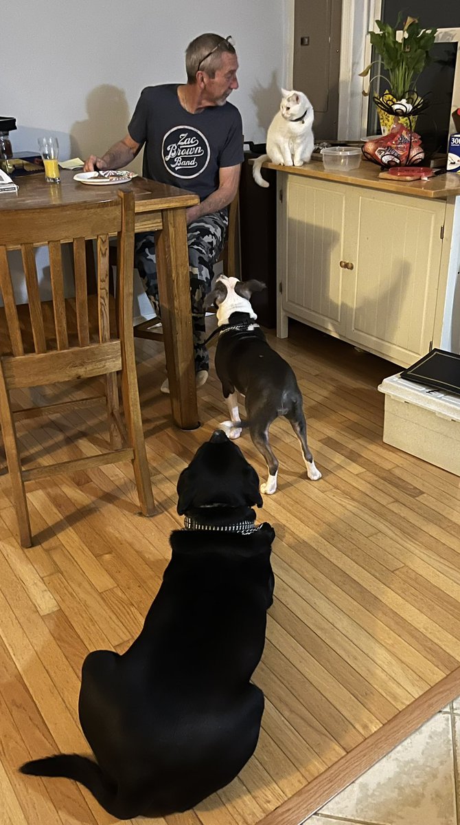 BODIEBO2's tweet photo. We love it when Mom makes pancakes for breakfast. Maggie, Abby and I like to help Pops clean his plate. #homecooking #breakfast #AdoptDontShop #DogsofTwittter #dogs #love #foodie #pittygirl #blacklab #CatsOnTwitter #family https://t.co/fYpDNwQdO4
