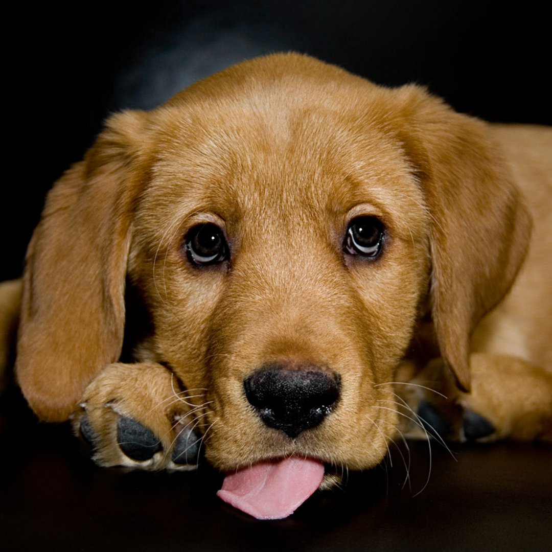 VetChef's tweet photo. We don't want to alarm you, but this doggo is showing what every dog looks like when their owner is cooking up a VetChef meal. There is so much love in those hazel eyes! 
⁠
Click the link below to sign up today.⁠

Link - https://t.co/ZPD4LEiYVs https://t.co/xEkYpbMiQE