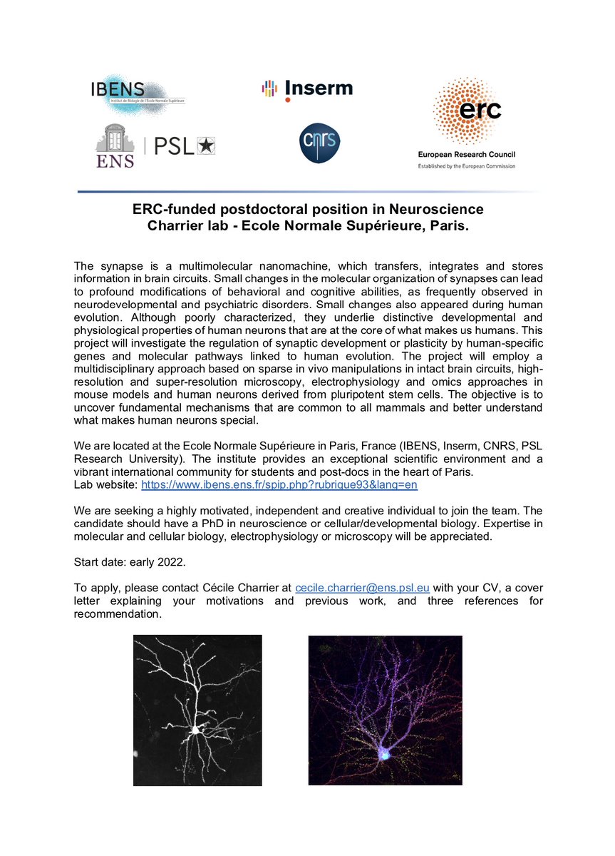 CcileCharrier's tweet image. Please RT! We have an @ERC_Research-funded postdoc position available. 
Interested in synapses, circuits and human🧠 evolution? Come work with us in Paris @IBENS_ENS! Contact me at cecile.charrier@ens.psl.eu.