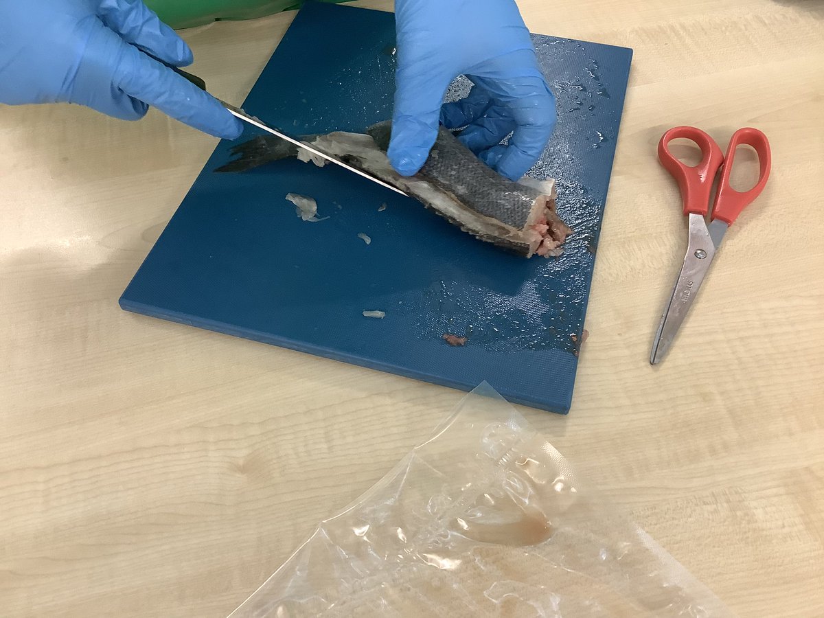 DHFSFoodTech's tweet image. Excellent skills demonstrated today by our Y10 food groups - fish filleting and looking at the freshness of the food ingredients we buy.  Massive thanks to @jamieoliver for the helpful filleting video - a really good guide for students. @DHFSUpdate