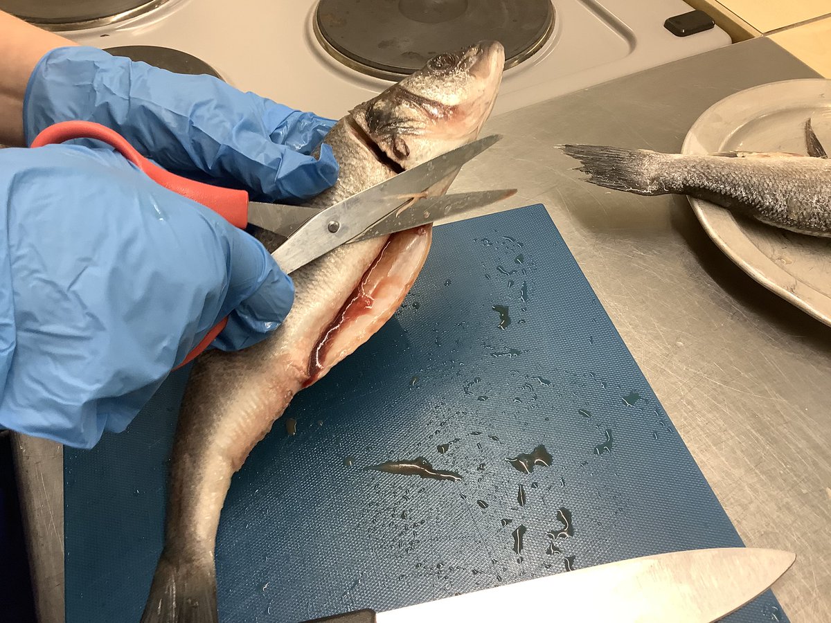 DHFSFoodTech's tweet image. Excellent skills demonstrated today by our Y10 food groups - fish filleting and looking at the freshness of the food ingredients we buy.  Massive thanks to @jamieoliver for the helpful filleting video - a really good guide for students. @DHFSUpdate