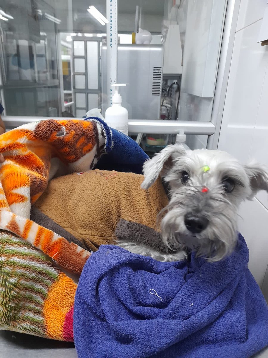 JuanDa21Diaz's tweet photo. Esta perrita fue encontrada en el tunal el día domingo en horas de la tarde. La atropelló un carro y se está recuperando, creemos que tiene familia por su estado, pero no tiene placa, si es de alguien por favor al DM.
Agradezco su RT https://t.co/w8WcmywVaO