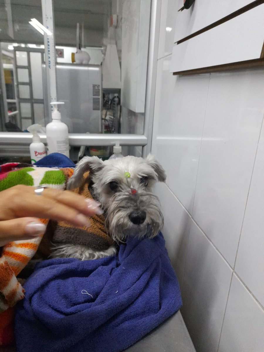 JuanDa21Diaz's tweet photo. Esta perrita fue encontrada en el tunal el día domingo en horas de la tarde. La atropelló un carro y se está recuperando, creemos que tiene familia por su estado, pero no tiene placa, si es de alguien por favor al DM.
Agradezco su RT https://t.co/w8WcmywVaO
