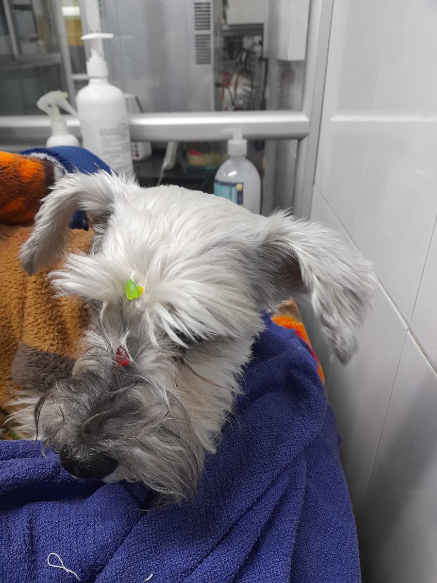 JuanDa21Diaz's tweet photo. Esta perrita fue encontrada en el tunal el día domingo en horas de la tarde. La atropelló un carro y se está recuperando, creemos que tiene familia por su estado, pero no tiene placa, si es de alguien por favor al DM.
Agradezco su RT https://t.co/w8WcmywVaO