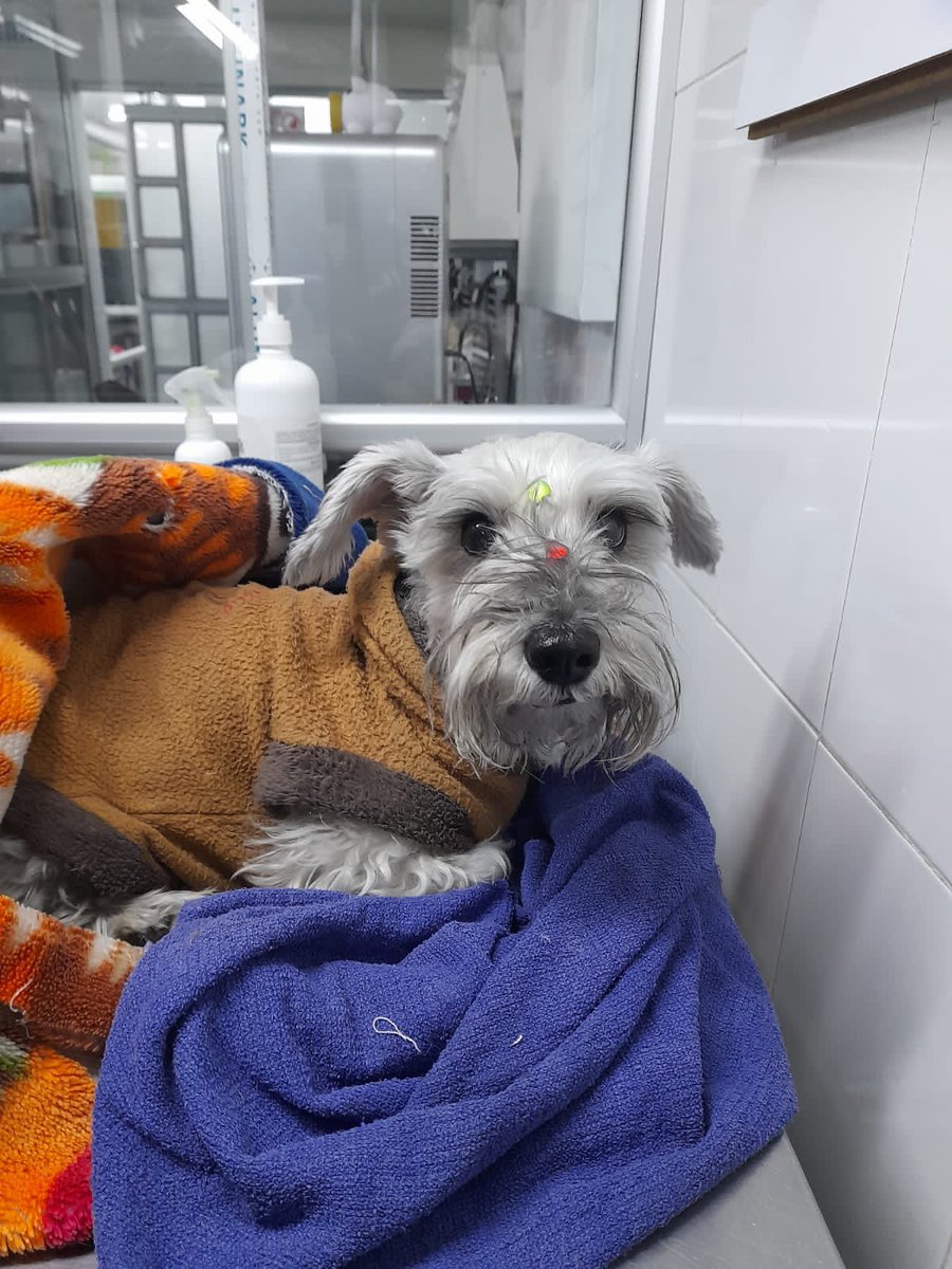 JuanDa21Diaz's tweet photo. Esta perrita fue encontrada en el tunal el día domingo en horas de la tarde. La atropelló un carro y se está recuperando, creemos que tiene familia por su estado, pero no tiene placa, si es de alguien por favor al DM.
Agradezco su RT https://t.co/w8WcmywVaO