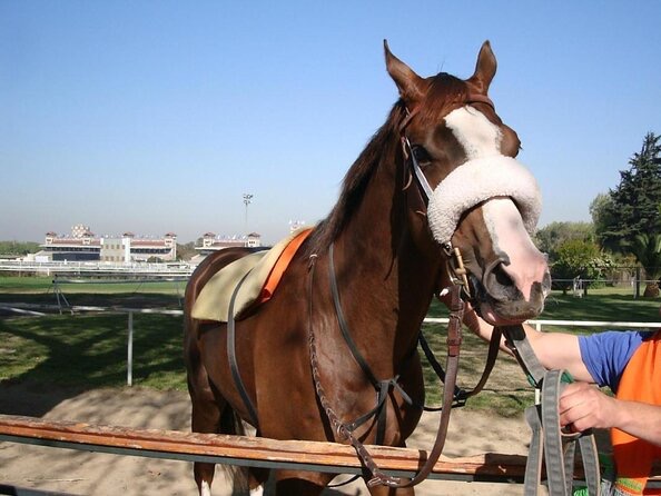 [DEPORTES] Payubre, el misterioso caso del club hípico donde no hay caballos.  - Minuto Mercedes ✍ ow.ly/98ndn57743