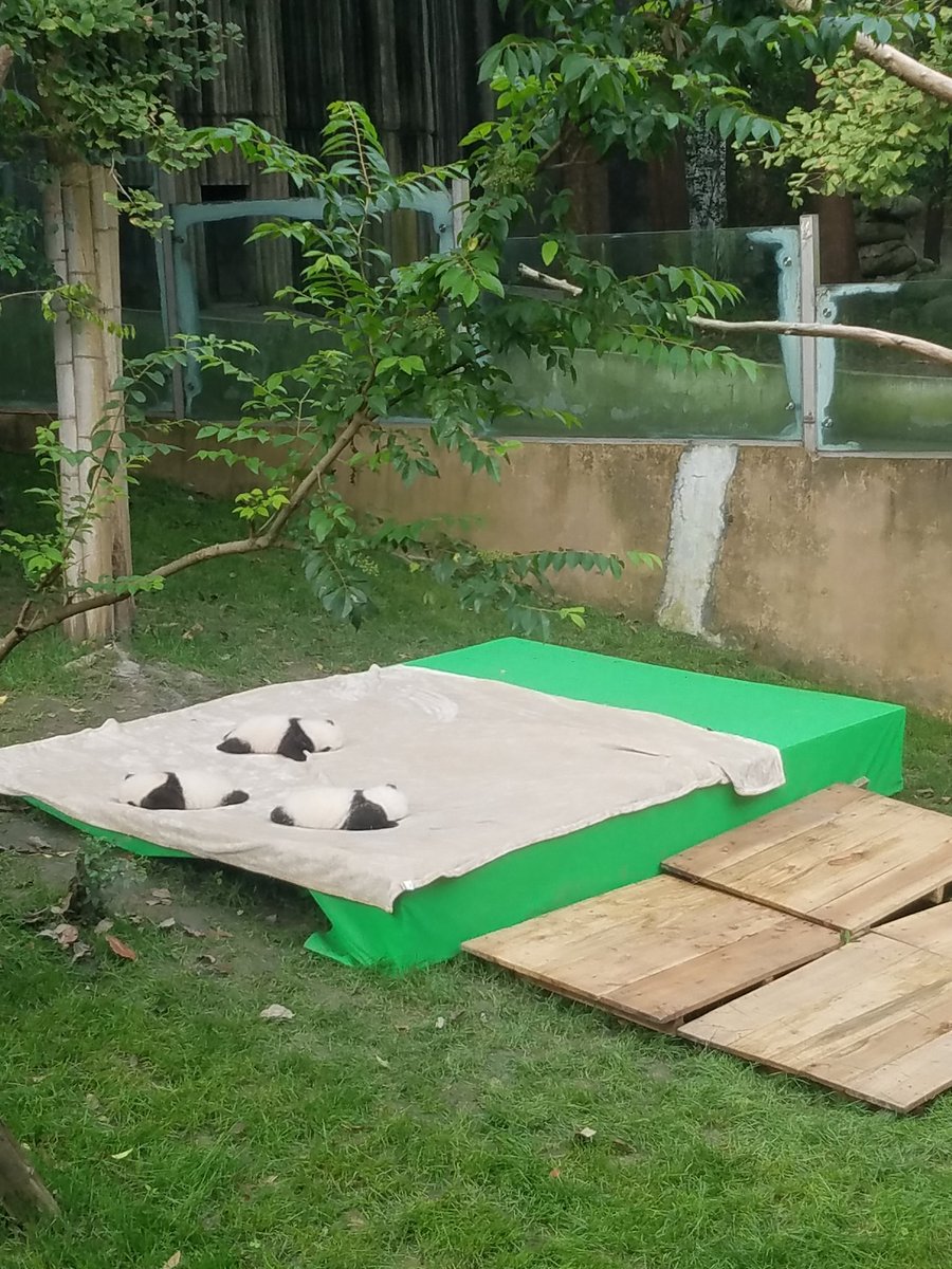 RonsonC73's tweet photo. No words of wisdom.....just baby pandas.
#NFT #SHROOMENPROJECT #TRAVEL #CHINA #CHENGDU https://t.co/u8WrI2BOn8