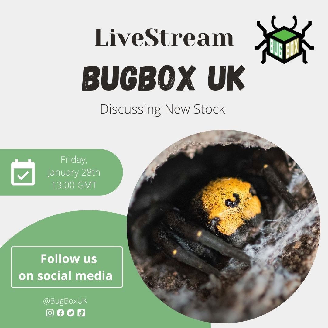 Bugboxuk's tweet image. We will be hosting a #livestream on our #Instagram and #Facebook page to discuss the latest stock coming in and answering any questions you may have.

Make sure to join us at 1pm on Friday 28th January! We can’t wait to see you guys there 😁
