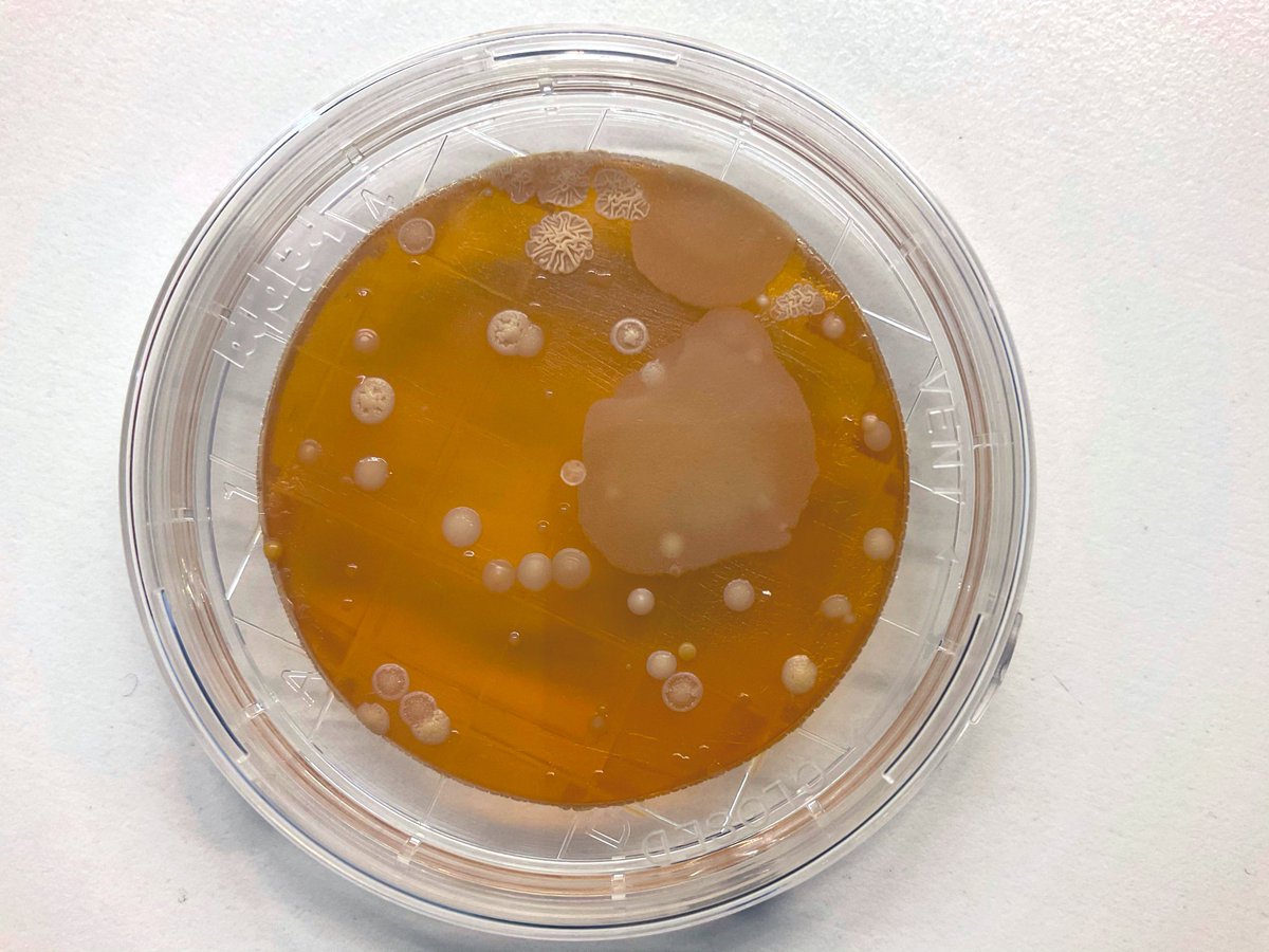 Bacteria + fungi farming with year 8 👩🏼‍🌾🧑🏾‍🌾🧫