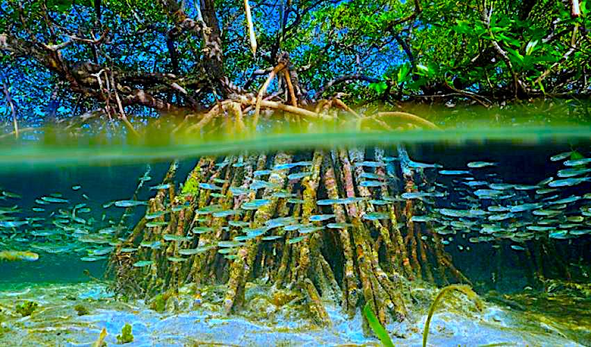 ccl_leader's tweet photo. Mangroves tolerate saltwater. They give safety to fish &amp; crustaceans &amp; protect coral reef ecosystems from storms. 25X more fish live on reefs that are near mangroves. Salt marshes, sea grass &amp; mangroves store carbon at 5X the rate of tropical forests. https://t.co/yGgrva93g9
