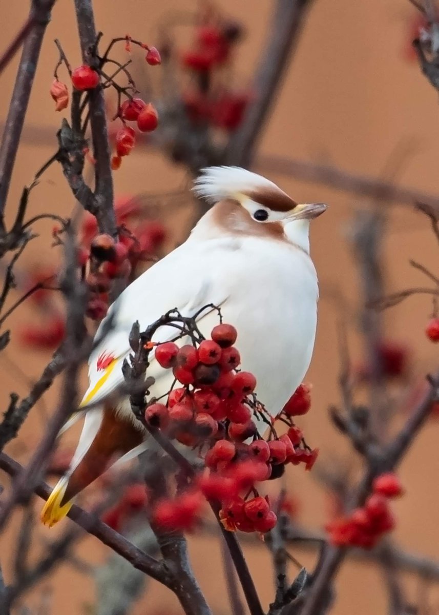 Leucistic waxwing in Tampere.#waxwing #leucistic #tampere# naturephotography #birds #linnut #tilhi