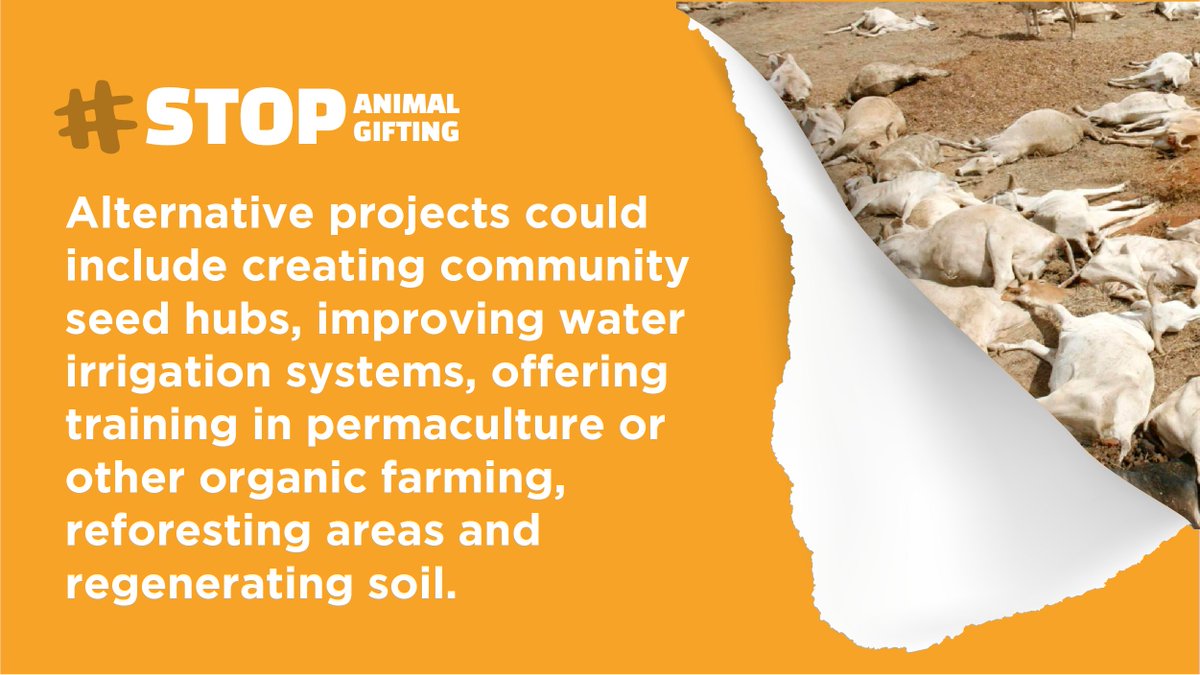 It is ‘madness’ to gift animals that exacerbates the climate crisis.

<a href="/Heifer/">Heifer International</a> sent 720,000 animals to developing countries last year.
Drought, animals, &amp; people starving.
There is HUNGER, NO HOPE &amp; NO #livingincome

<a href="/Oxfam/">Oxfam International</a>
#InequalityKills
