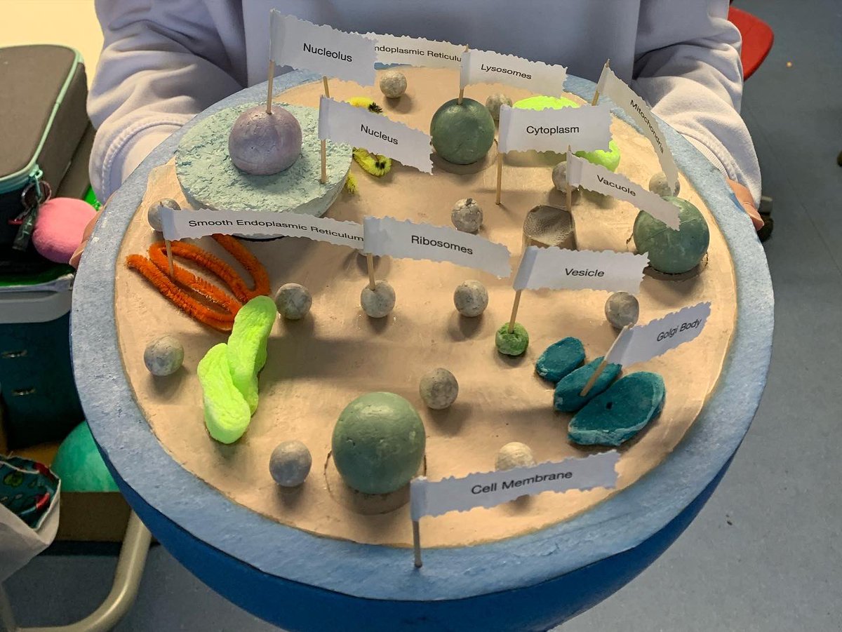 Year 7 Cell Model Project 🤩
