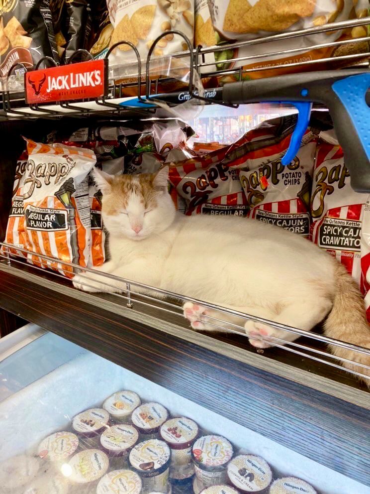 Bodegacats_'s tweet photo. https://t.co/LeGjOfMPTa