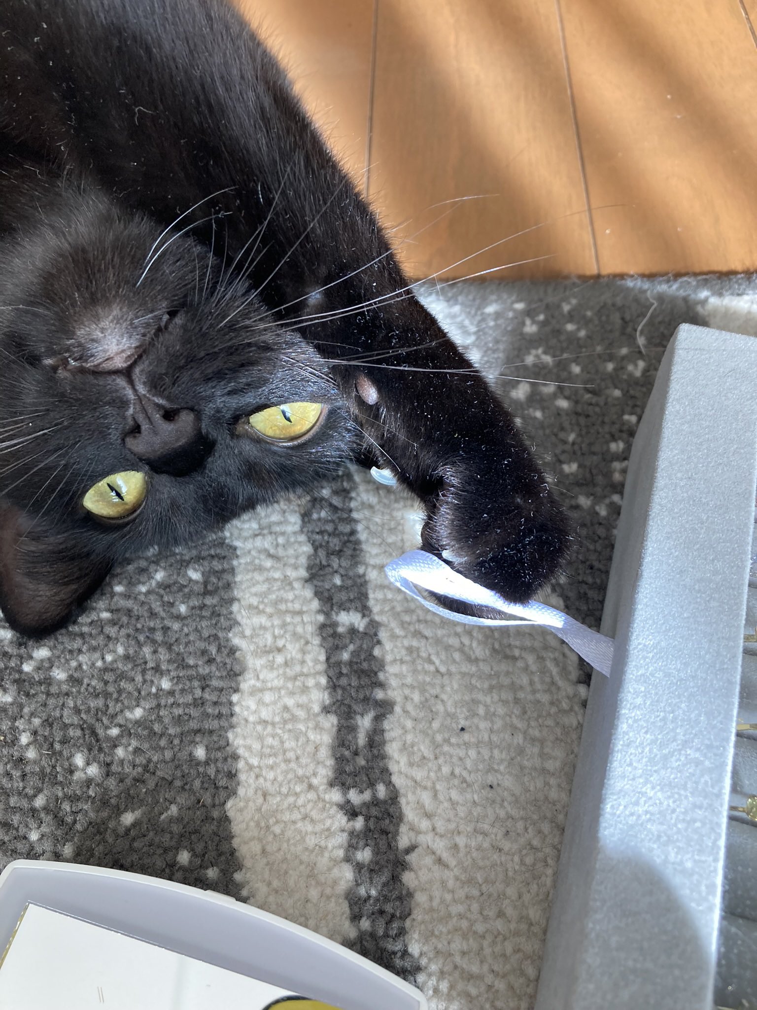 黒猫可愛い Twitter Search Twitter