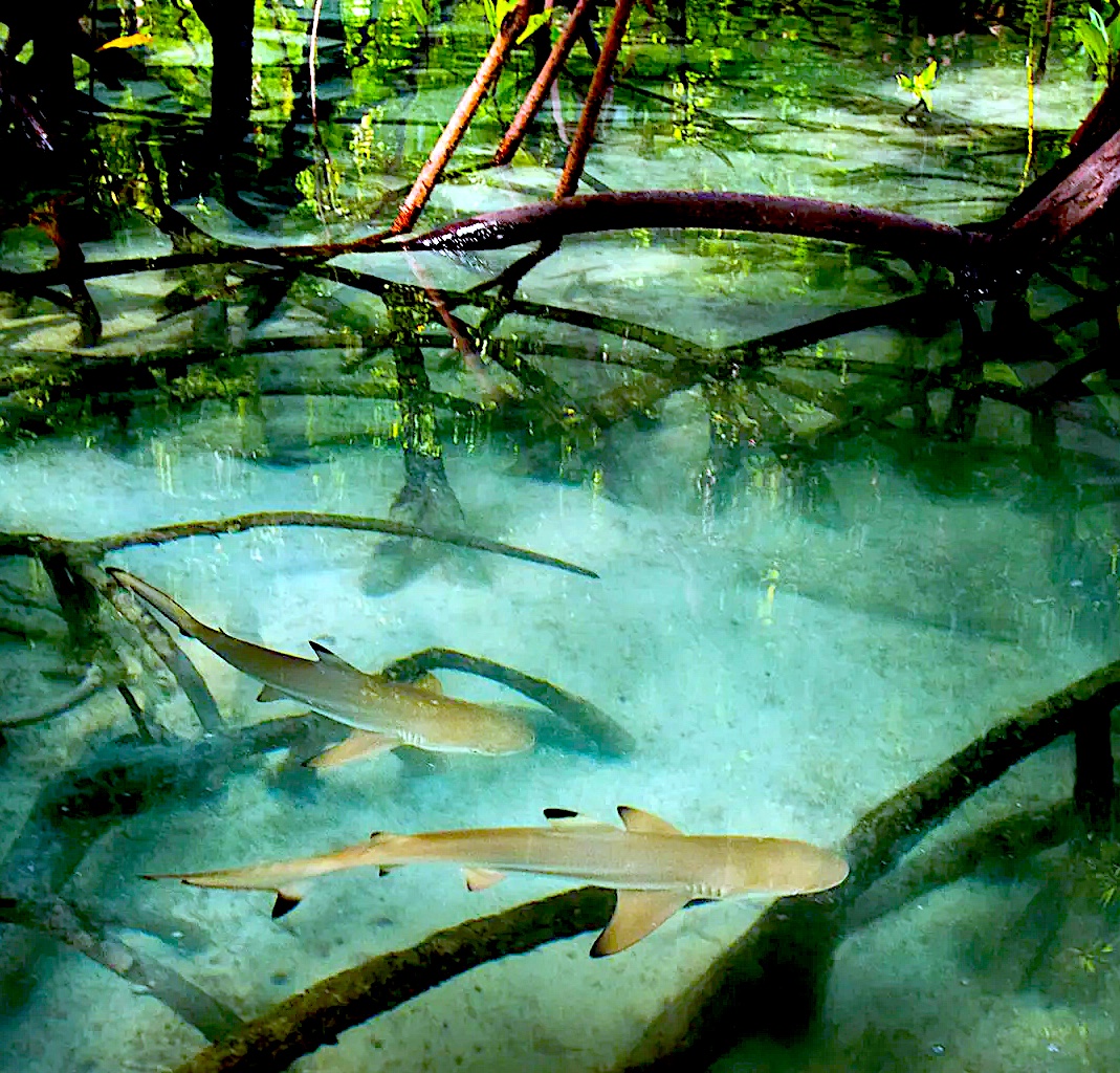 ccl_leader's tweet photo. Mangroves tolerate saltwater. They give safety to fish &amp; crustaceans &amp; protect coral reef ecosystems from storms. 25X more fish live on reefs that are near mangroves. Salt marshes, sea grass &amp; mangroves store carbon at 5X the rate of tropical forests. https://t.co/yGgrva93g9