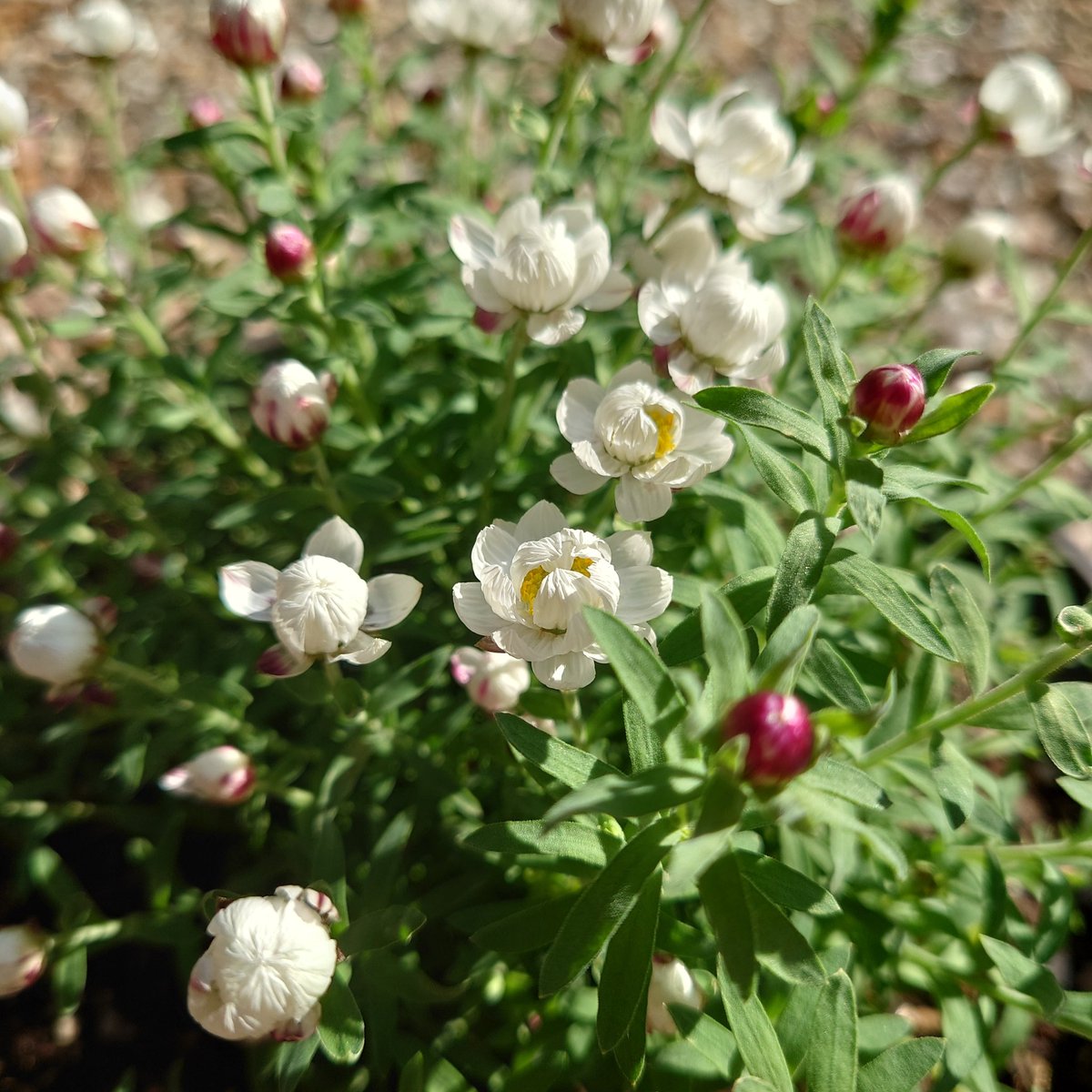 ハナカンザシ（Rhodanthe anthemoides）One of my favorite
flowers has begun to bloom in my garden. 
Pretty!