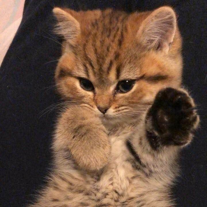 Котенок выброшенный на улицу. Котенок атакует. Маленькие котята ползают. Котёнок защищает еду. Замерзший котенок.