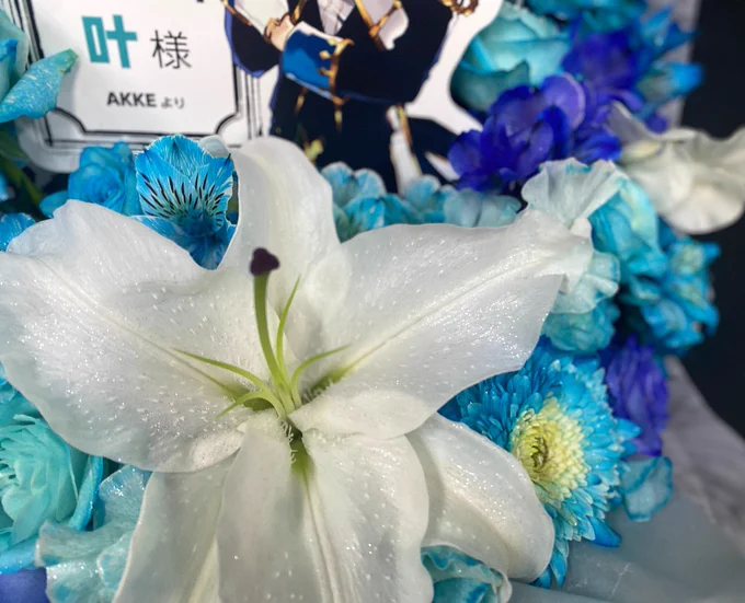 叶さんに贈る予定だった楽屋花です。
お花が贈れるという文化を知ってから今回が初めての受付可能な公演だったのですが、残念ながらお届けできなかったので応援の気持ちを込めてアップします💐 
一日でも早いご快復といつかのリベンジ公演を心から願ってます。
#かな絵 #FANTASIA祝い花 #fantasia_day2 