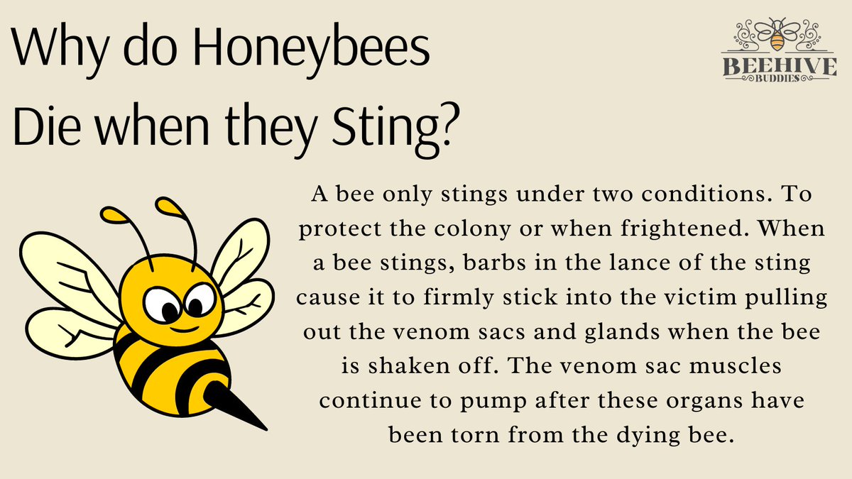 HiveBuddies's tweet photo. Only the female workers and the queen can sting, the queen having a smooth sting which she uses to kill other queens while surviving herself.

#savethebees🐝 #beekeeperslife #beehive #beelife #beekeep #lovebees #beekeepinglife #saveourbees #beekeeping  #naturalbeekeeping https://t.co/AL7oxYD0xZ