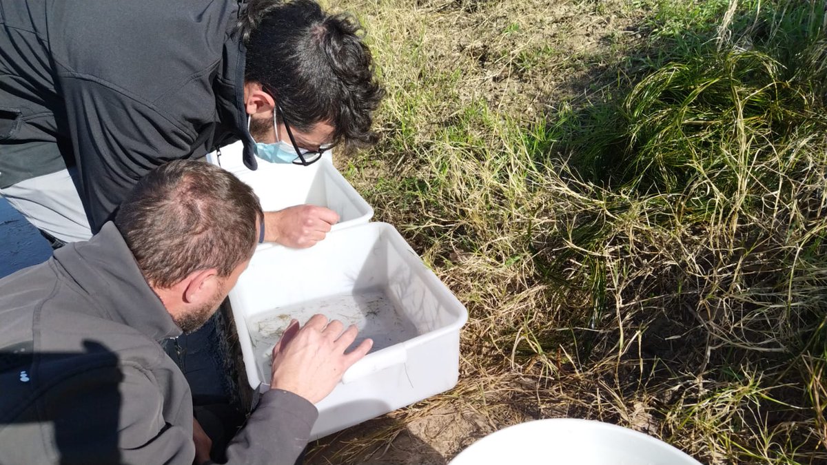Copate_TE's tweet photo. SALUBRITAT | Comencem la campanya de control de la població de 🦗mosca negra a l'Ebre. Avui els tècnics han fet mostrejos en diferents punts i han detectat la presència de larves a la part més baixa del riu.

🚁 Dijous es farà el primer tractament de la temporada. https://t.co/brJL7yUumW