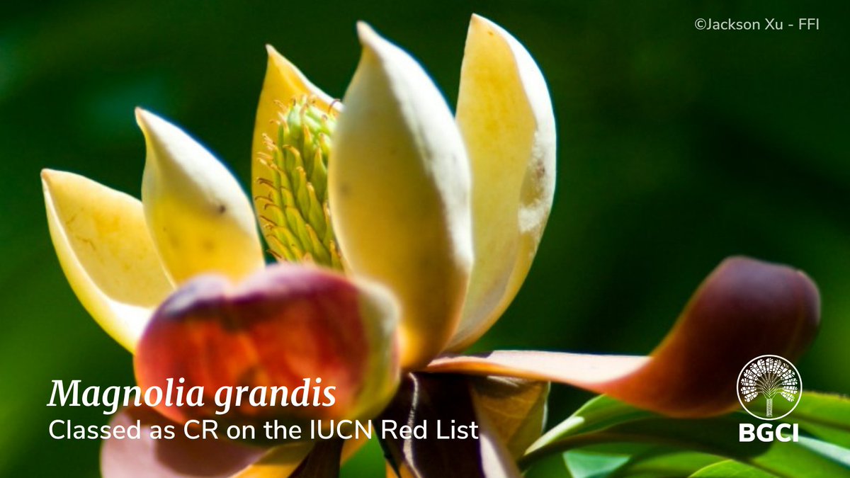 #DidYouKnow? Magnolias are among the oldest flowering plants. They evolved long before bees and instead relied on beetles to pollinate their flowers 🐞

📸Jackson Xu - FFI