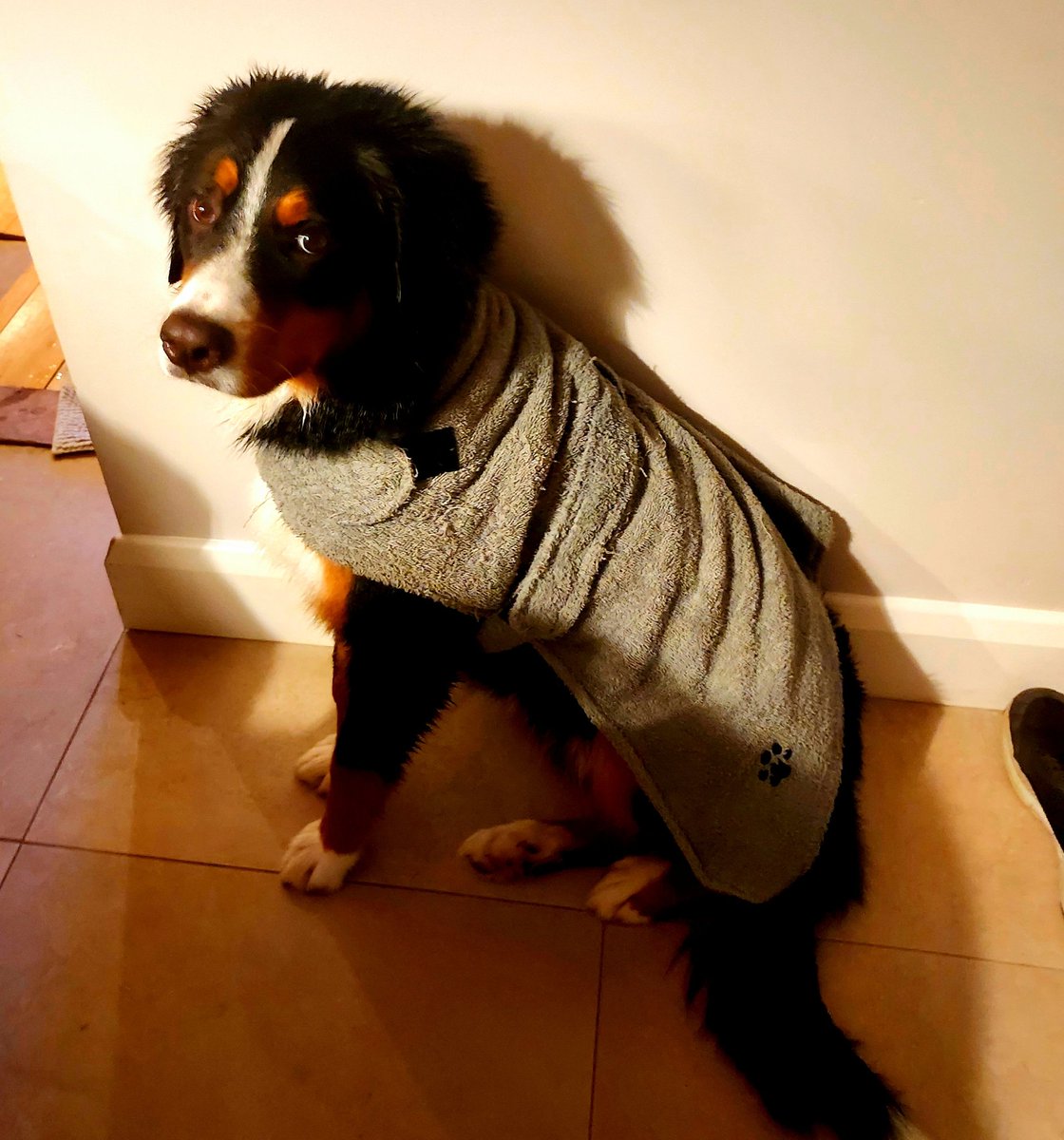 ButtonBernese's tweet image. Trying out my new bathrobe, who is Hugh Hefner? #bernesemountaindog #berner #puppy #dogsoftwitter