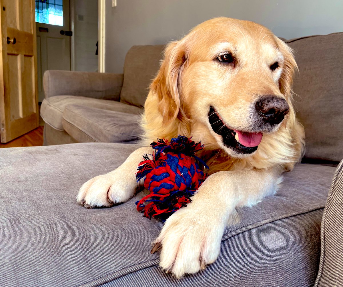 paws_teddy tweet picture