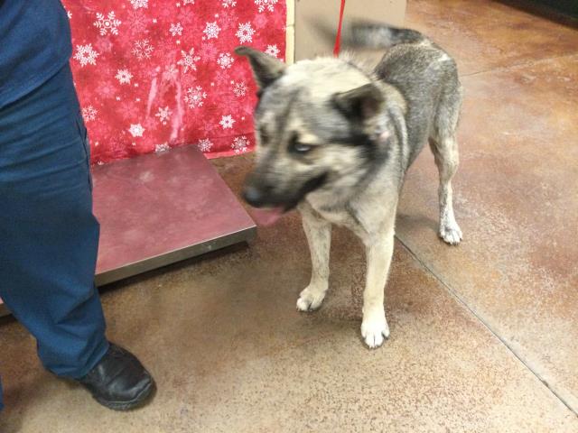 CutePetsRvrside's tweet photo. Howdy! I am a male, 52.10 lbs, gray and brown Siberian Husky mix. I am e… https://t.co/pY30jfOLYe https://t.co/ixzZ7sP14O