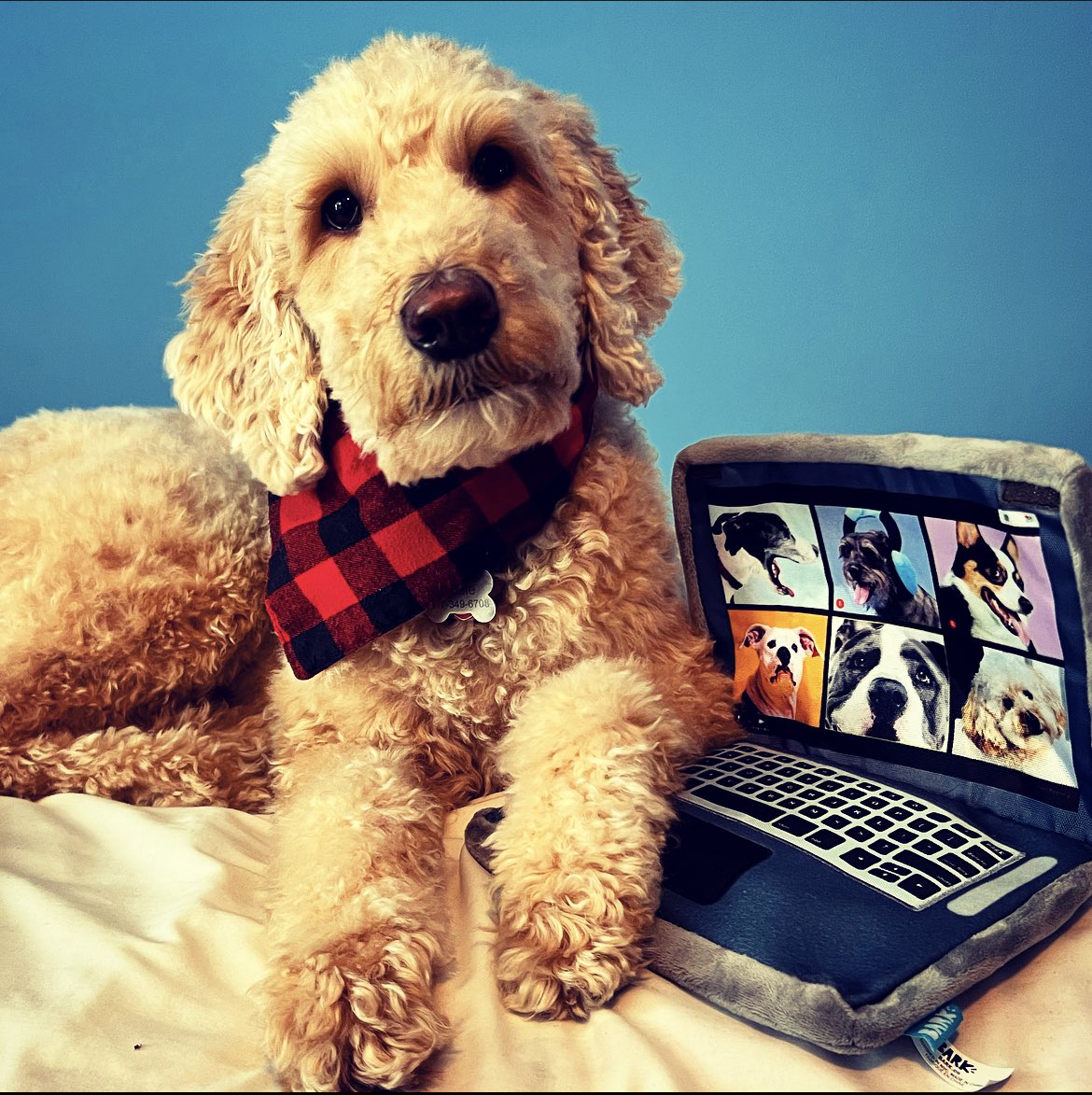 My assistant, Rosie, is helping me on my <a href="/MicrosoftTeams/">Microsoft Teams</a> calls today on her own laptop! She’s “woofing from home”! 🤣 Let’s see some pics of your cat, dog or pet assistants! #MicrosoftLife #GoldenDoodle #wfh #MVPBuzz #BarkBox #MicrosoftTeams