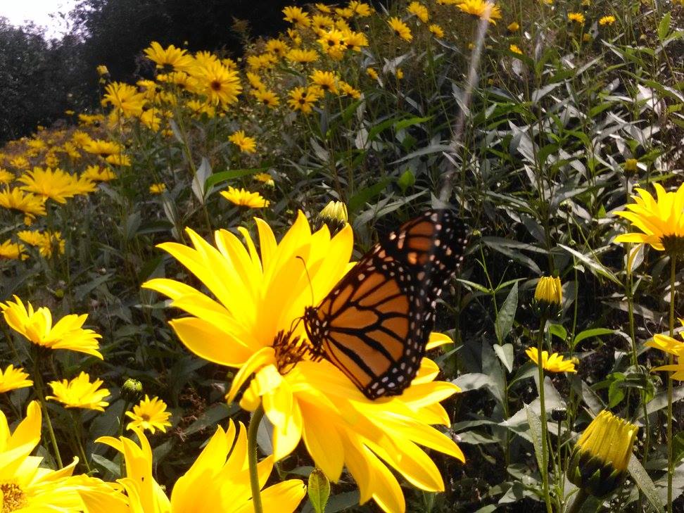 TexAlbert's tweet photo. Live❣@LynneMcTaggart & @marwilliamson: take a deep dive into spiritual activism & what you can do to create a community of love...🙏 https://t.co/I7U9j6VdDQ
#CultureOfPeace #Communion4Unity #LookUp #UnfoldTheUniverse #CollaborativeSolidarity #uBuntu #mindfulness #thrivability https://t.co/IOk0bZuIx7