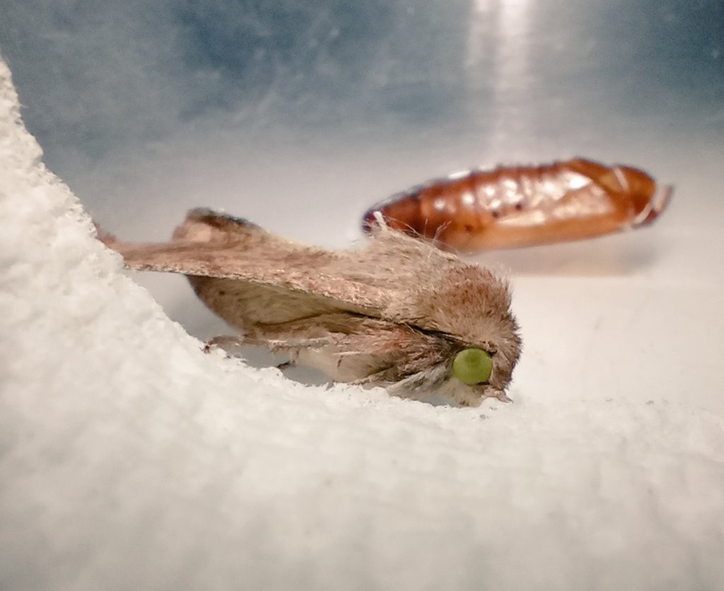 tokyojojo's tweet photo. Noel hatched!
Not sure what he is? #mothtwitter #Lepidopterology
Little tufty back and the most green eyes!
I guess we have to release him but is it too cold 😬 https://t.co/sofku0WxzJ