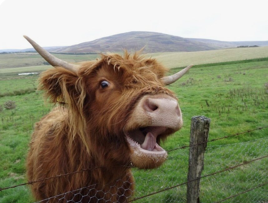 Hello. Happy #BurnsNight to you all #tuesdaymotivations #holidays #Highlands #homeland