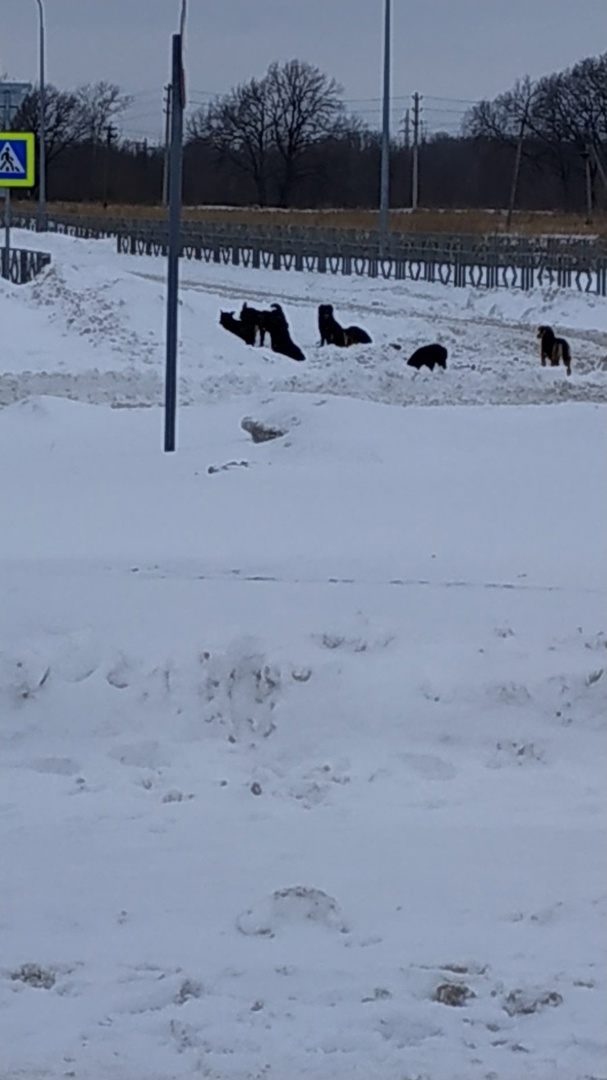 Волгарь г.Самара tweet media