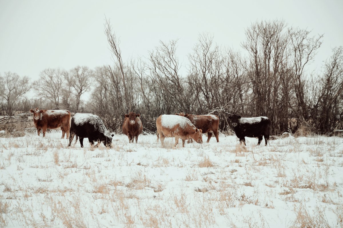 Extended grazing benefits the environment and is economical, however there are key management considerations needed to maintain cattle health and condition. Provide wind protection and winter stock water and have a “plan B.” beefresearch.ca/research-topic…