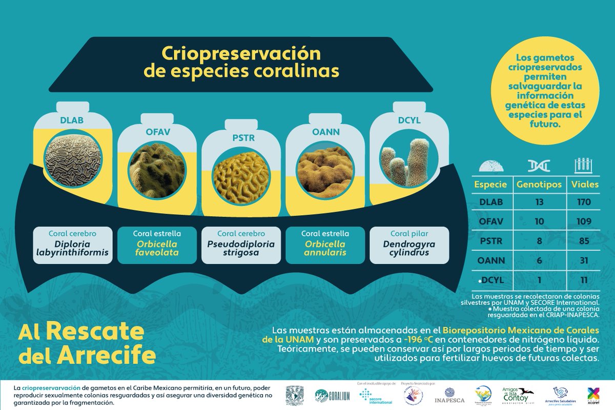 We are excited to present one of the first successes of the #reef rescue project, funded by <a href="/MAR_Fund/">MAR Fund</a>: the cryopreservation of gametes from species threatened by the Stony Coral Tissue Loss Disease.