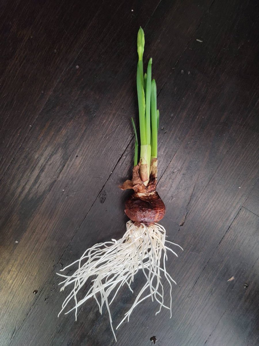 ConcreteChefs's tweet photo. Excited to share the latest addition to my #etsy #shop: #Narcissus #Paperwhite Ziva #FLOWERING NOW, #Free Shipping! Bulbous #Perennial #bulb #flower #bloom #spring #concretechefsgarden #concrete #chef #garden #etsyseller #shopsmall #houseplant 
https://t.co/tIkIhoIQ0Q https://t.co/E1efJe2evB