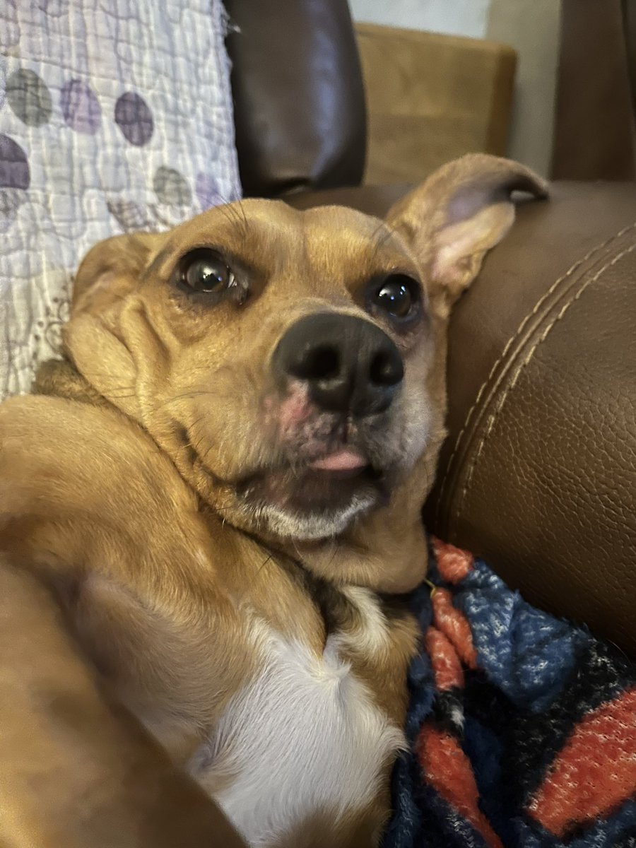 BeccaBaltz's tweet photo. It’s #TongueOutTuesday for my two spoiled #DogsOfMPC. They are refusing to work out with me. So lazy! https://t.co/9HkaOJby89