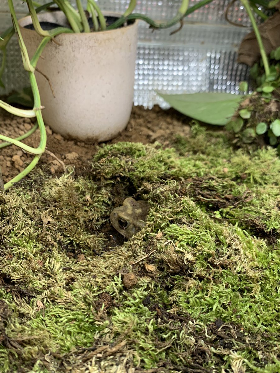 621Kentaro's tweet photo. 静レプで手に入れたコケの
レイアウトいい感じ🐸

#ミヤコヒキガエル #両生類
#静レプ #爬虫類好きと繋がりたい https://t.co/C1AbwLqxCB