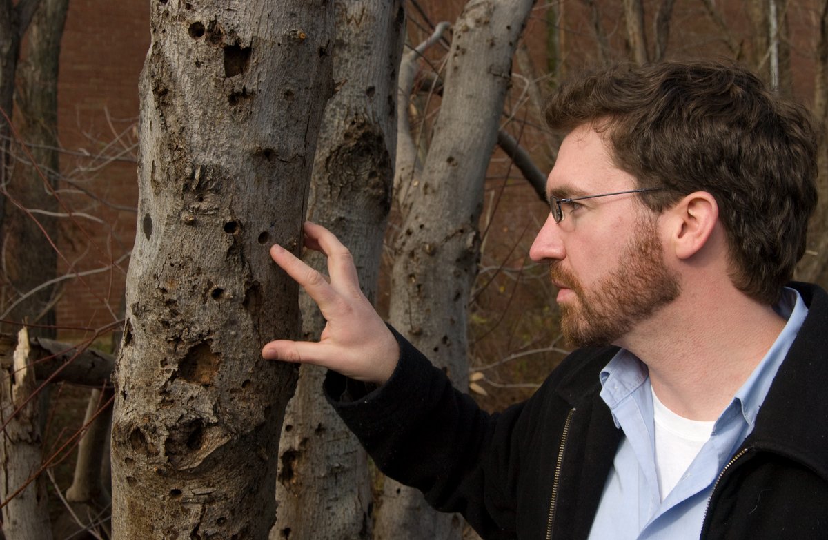 USDA_APHIS's tweet photo. When you’re taking those winter walks and hikes, be sure to look at the trees you see for any signs of damage from the Asian longhorned beetle. With the leaves off the trees it is easier to see any holes that may be caused by the tree-killing pest. #ALB #Treecheck @StopALB https://t.co/WG7KGR1KTn