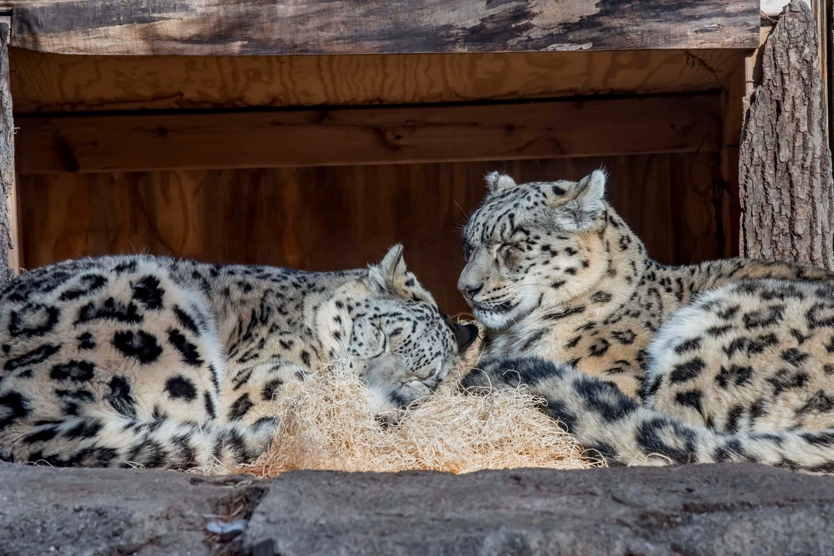 MilwaukeeCoZoo's tweet photo. Looking like a cuddle-up kind of day, would you agree @Mark_Baden
PS - Snow leopards are built for cold & they have a choice to be indoors or outdoors.
#cuddlecast #snowleopard #MKEZoo https://t.co/BTpmM45wnr