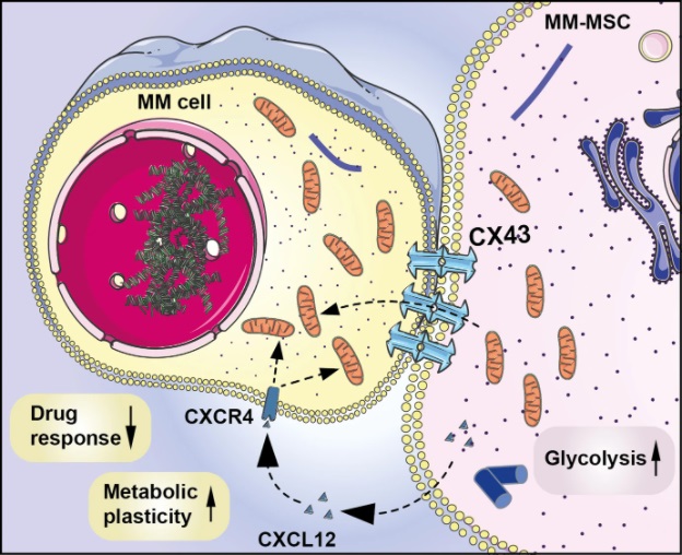 SN_Oncology's tweet photo. Read 'CXCL12/CXCR4 axis supports mitochondrial trafficking in tumor myeloma microenvironment' from #Oncogenesis for free: https://t.co/kPU8VXKHjt #Cancermetabolism #Cancermicroenvironment https://t.co/3Ev9cMLJFD