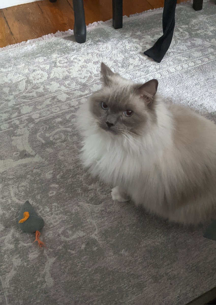 OctopodesGarden's tweet photo. Another victory this morning and I unlocked the cool warrior outfit! Cat is mad that I was not playing with him though 🤣 #FF7FSvictoryscreen #FF7FS https://t.co/VTDBTHgs3s