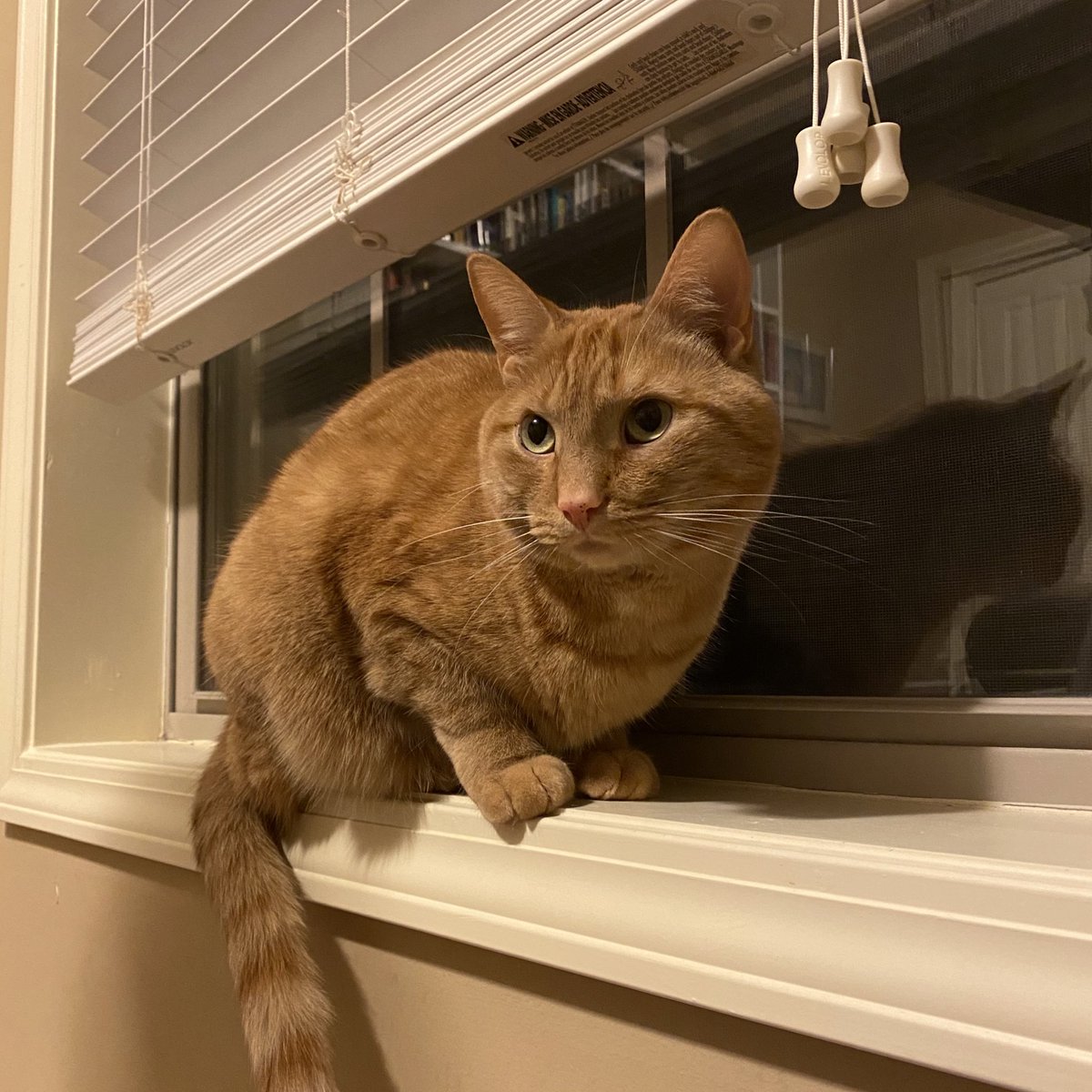 pizzastevecat's tweet photo. I DIDE NaaahT O hi marke https://t.co/o1Ycw4WaAS