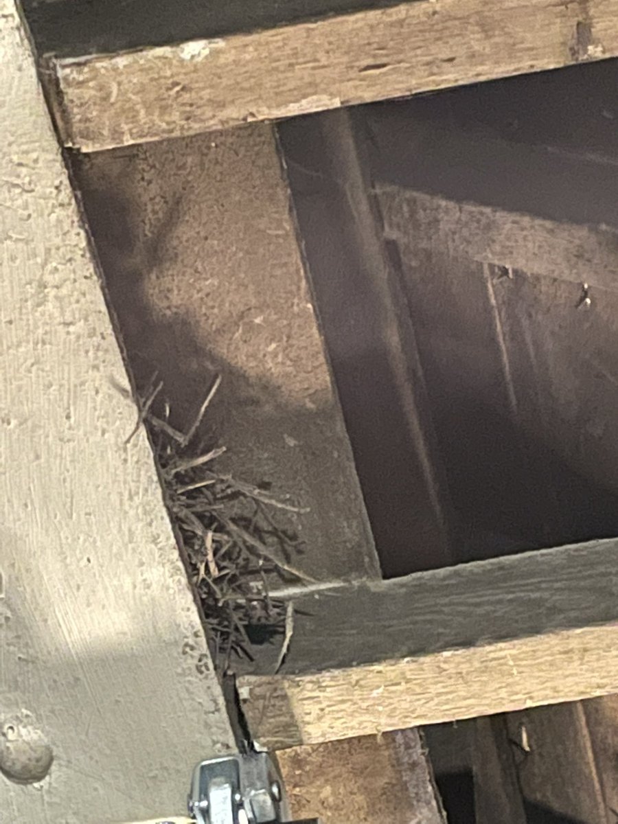 Hidden on the fly floor is a little birds nest 🦆🦅