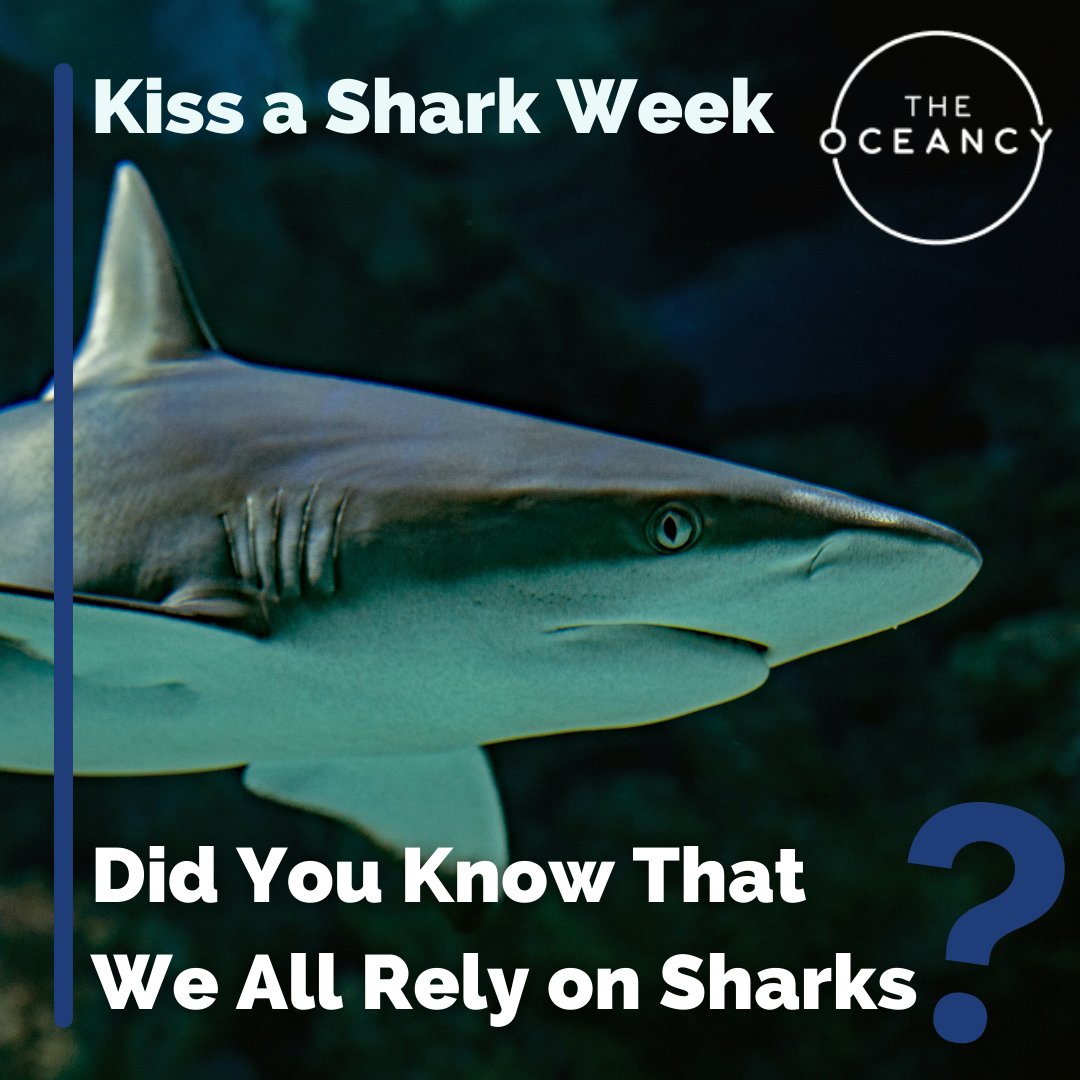 TheOceancy's tweet photo. Without sharks our global ecosystem could fall apart. If there are no sharks, fish would over consume phytoplankton and algae. Phytoplankton and algae are responsible for producing about 75% of the world's oxygen.
#theoceancy
#kissasharkweek
#protectsharks https://t.co/U0NhTLTmli