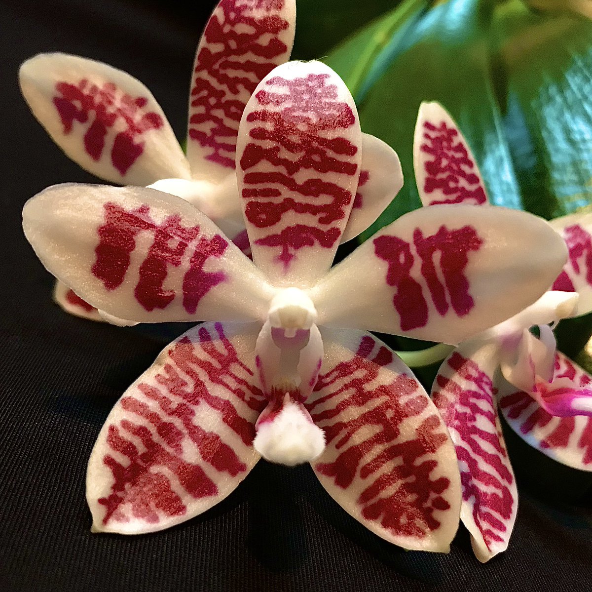 orchid_bro71's tweet photo. Beautiful Phalaenopsis-hybrid
Phal. Double Shot
= Phal. (tetrapsis C1 x amabilis)
x tretraspis C1
Grower: Orchideen Lucke, Germany
#orchid #orchids #phalaenopsis #phal #hybrid #tetraspis #amabilis #bloom #Flowers https://t.co/gpD9TnO7Fq