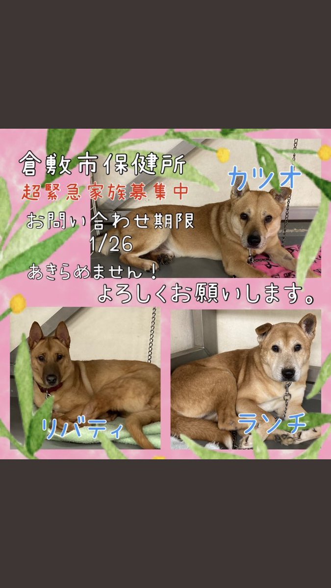 11111totoko's tweet photo. 今日はゴミ拾いが出来ませんでしたが
お願いがあります。
リバティ君達が明日期限を迎えます。優しい飼い主様を探しています。
リツイート拡散をお願いします。
他県の方は倉敷市保健所ボランティアTeam KAR様にDMかインスタメッセージにて連絡必須です
#迷い犬　#保護犬
#里親　#ゴミ拾い　
#保健所 https://t.co/a5FXpDDO0o